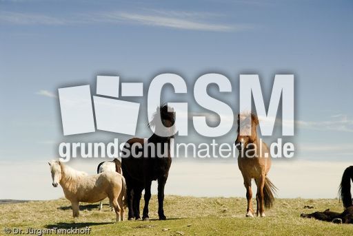 Islandpferde (39 von 50).jpg